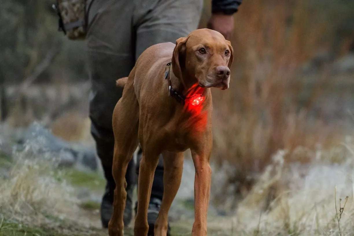 Safety light for dogs | Ruffwear Beacon